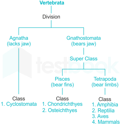 class cyclostomata