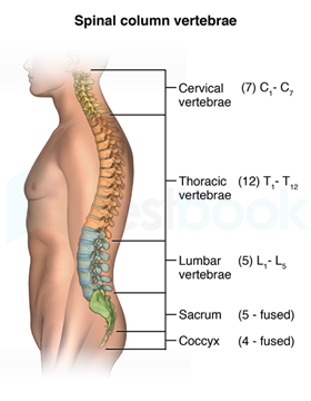 vertebral column numbered