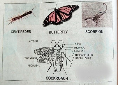 Arthropoda3