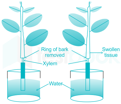 girdling experiment was first performed by