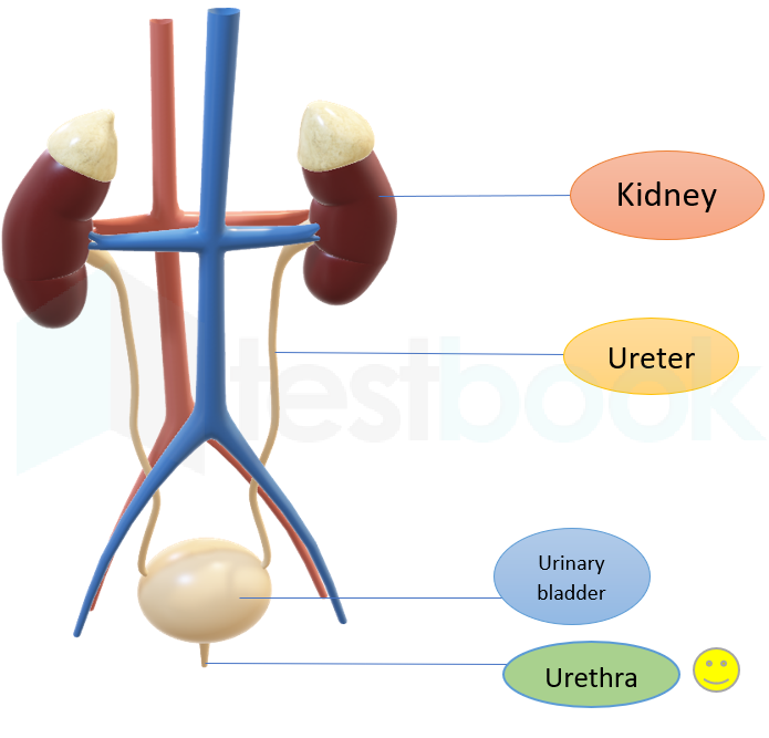 kidney