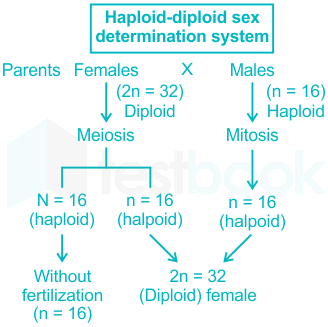 328px x 327px - à¤¹à¤¿à¤¨à¥à¤¦à¥€] Sex Determination MCQ [Free Hindi PDF] - Objective Question Answer  for Sex Determination Quiz - Download Now!