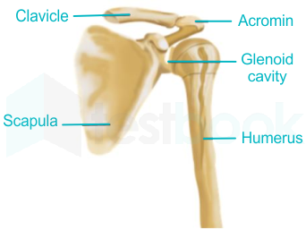 Human Skeletal System MCQ [Free PDF] - Objective Question Answer for ...