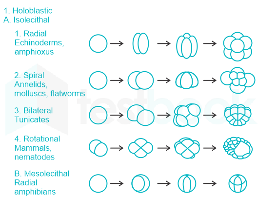 embryology - why is the cleavage in frogs holoblastic and not meroblastic?  - Biology Stack Exchange