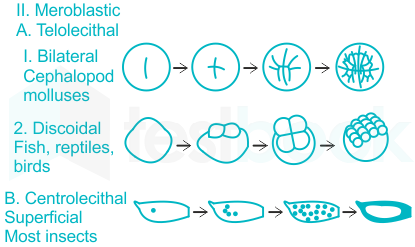 embryology - why is the cleavage in frogs holoblastic and not meroblastic?  - Biology Stack Exchange