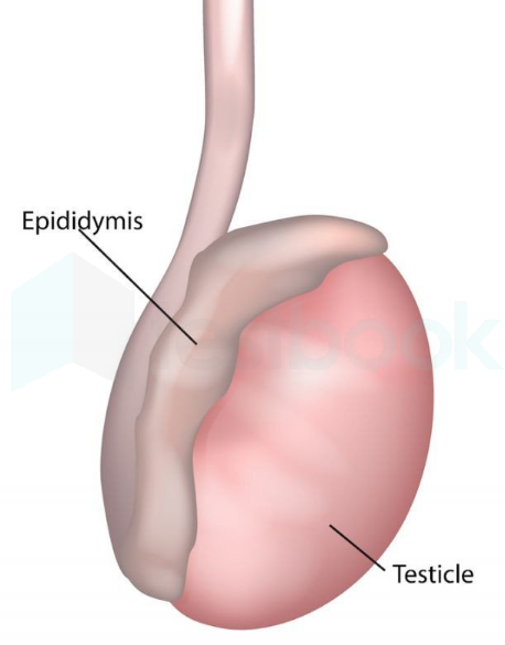 TESTIS