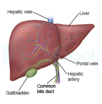 liver