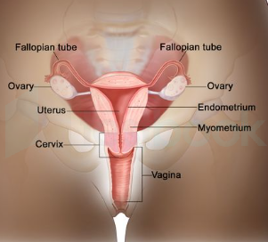 uterus