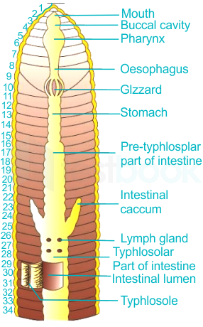 [Solved] Typhlosole in an earthworm lies between: