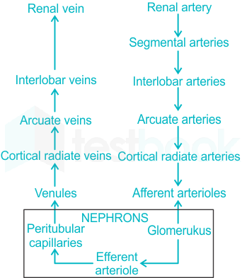 renal circulation flow chart