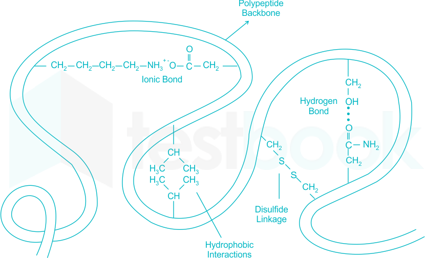 protein tertiary structure bonds
