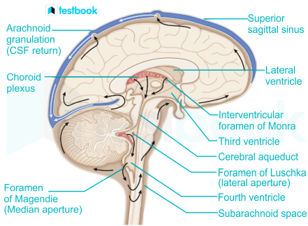 F1 Biology Mrunal 23.02.2023 D3