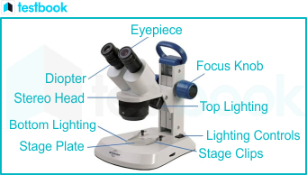 stereo microscope