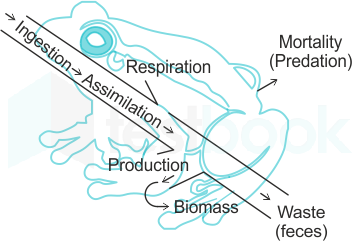 y shaped energy flow model 