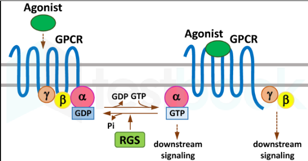 GPCR