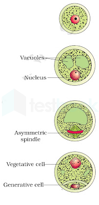 Pollen grain