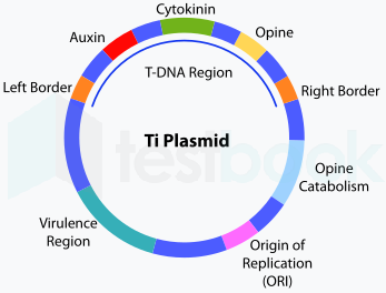 T-DNA