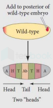 bicoid at tail