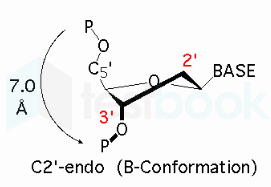 c2 endo