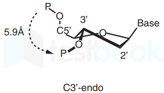 c3 endo