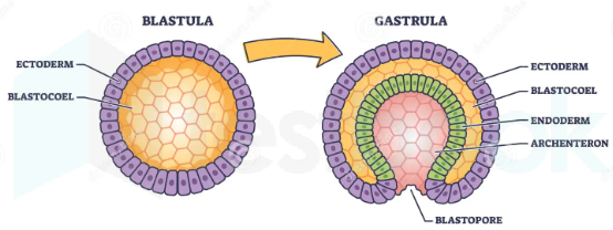 gastrulation