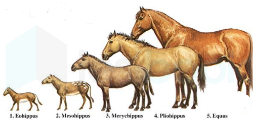 horse evolution