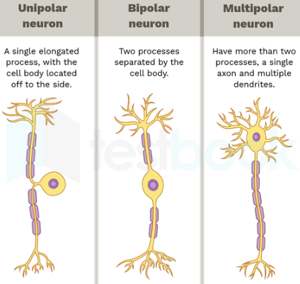 neurons