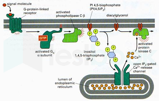 IP3 -DAG pathway