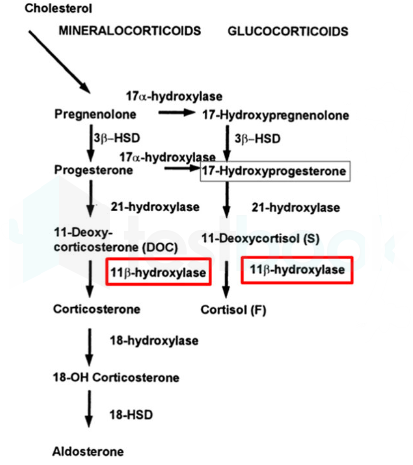 CORTISOL