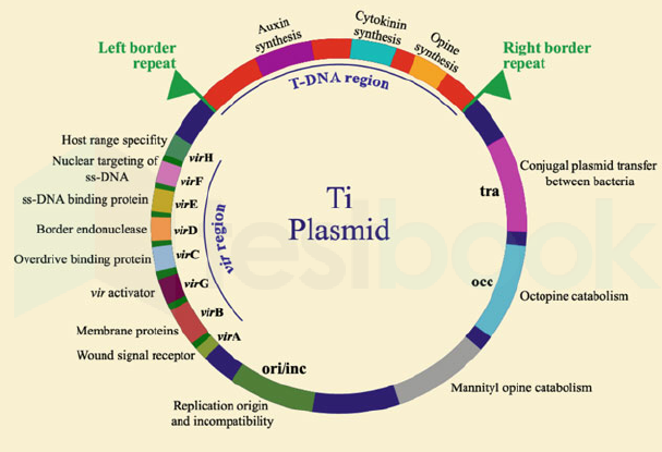 Ti plasmid