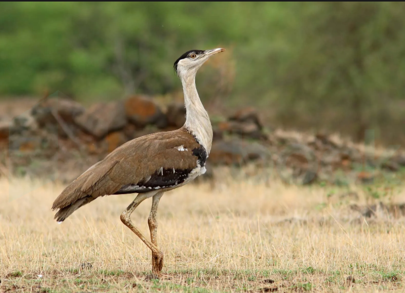 bustard