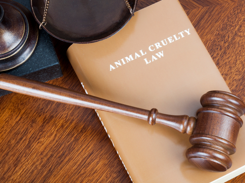 Video: Lawyer Tanya Appachu Explains Which Animal Welfare Laws Help Domesticated Pets & Strays In India - The Channel 46 Video: Lawyer Tanya Appachu Explains Which Animal Welfare Laws Help Domesticated Pets & Strays In India - The Channel 46