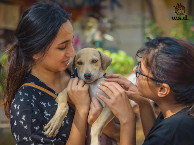 10 Pet Adoption Organisations That Can Help You Bring Home A Fur Baby - The Channel 46 10 Pet Adoption Organisations That Can Help You Bring Home A Fur Baby - The Channel 46