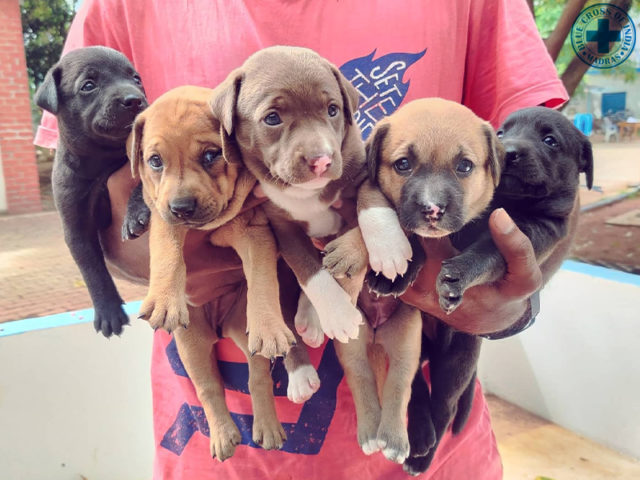 10 Pet Adoption Organisations That Can Help You Bring Home A Fur Baby - The Channel 46 10 Pet Adoption Organisations That Can Help You Bring Home A Fur Baby - The Channel 46