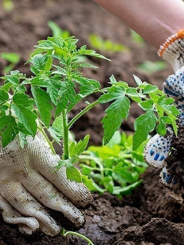 10 Immunity-Building Fruits & Vegetables To Grow In The Monsoons