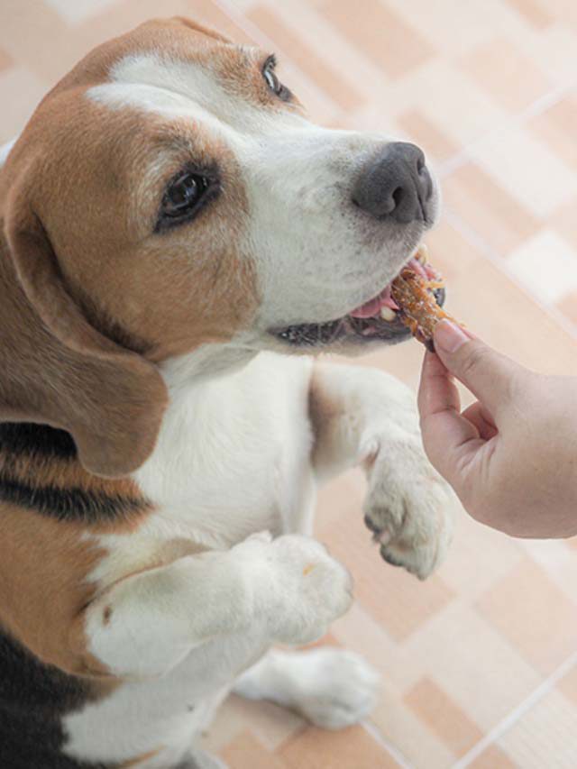 Food Items That Should & Shouldn’t Be Given To Dogs