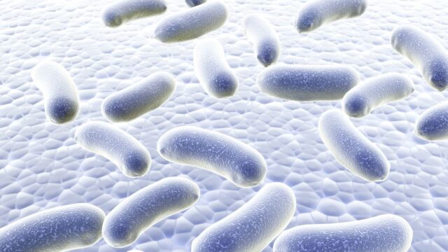 Bacteria Cells