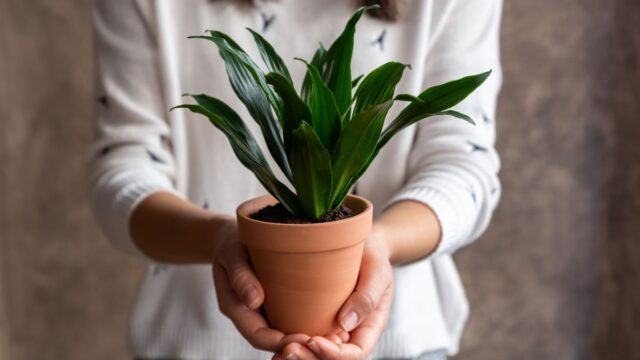 Indoor Plants