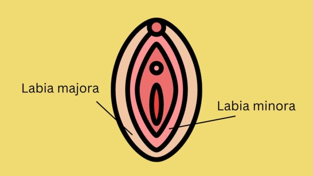 Why Does Your Vagina Look Different To Those You See In Porn?