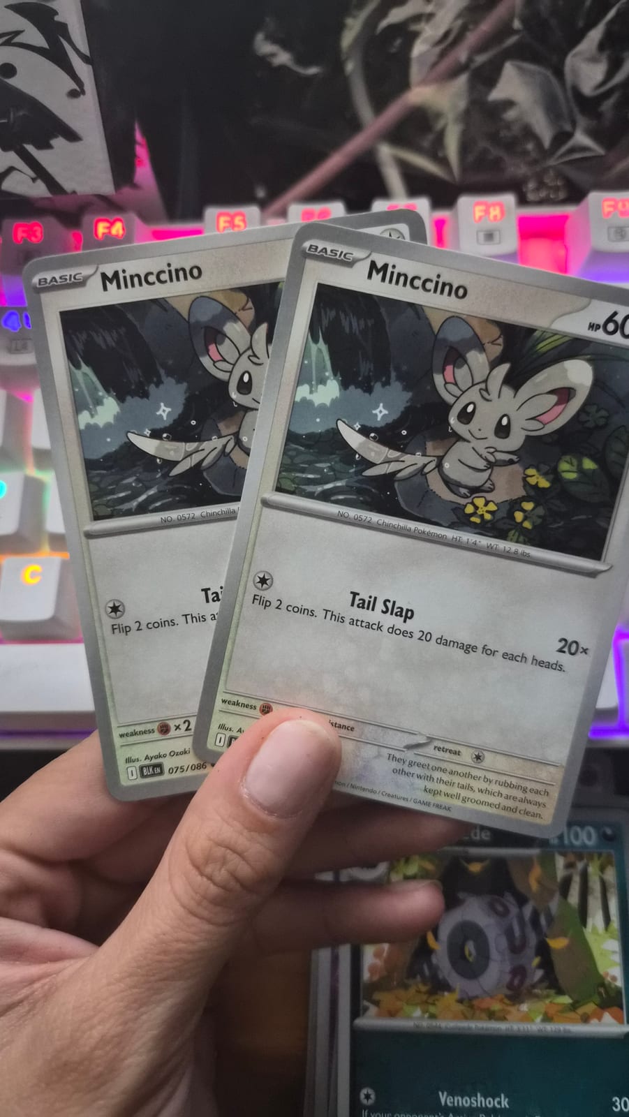 minnico品 Minccino - TCGmatch Chile