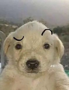 Avatar de usuario