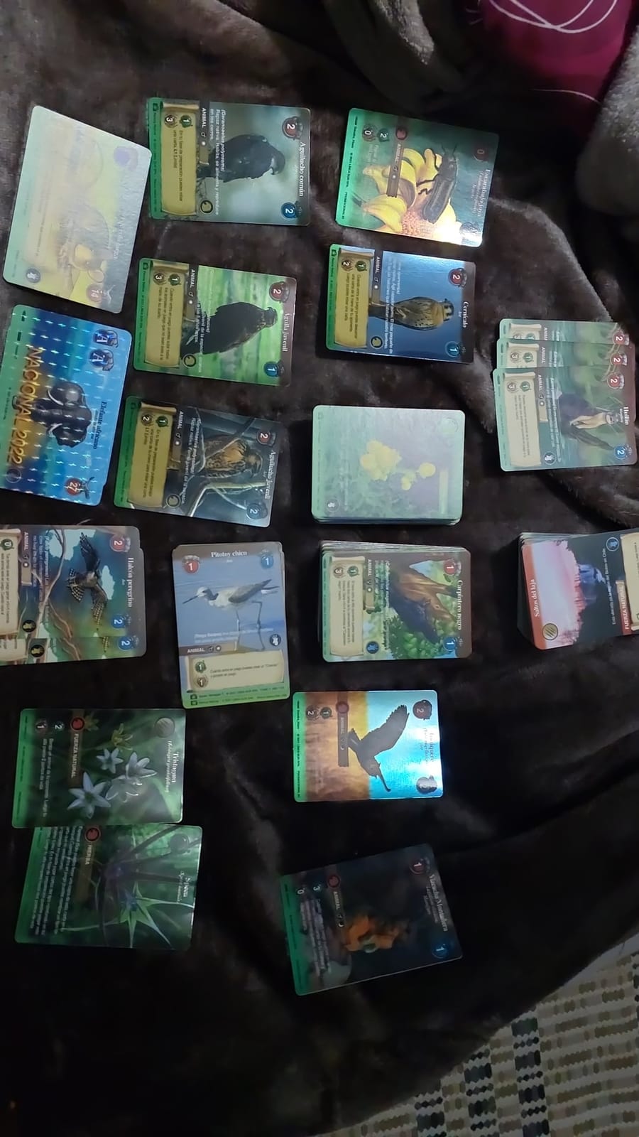 Lote de cartas Selva