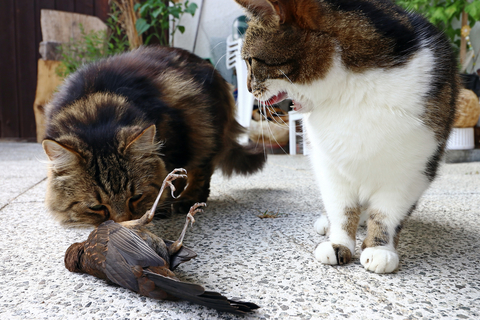 猫が獲物を飼い主にくれた 猫のおみやげって何 Uchinoco うちの子