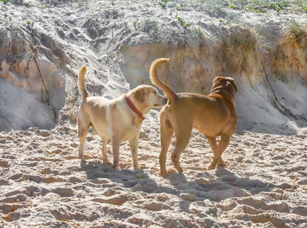 犬がお尻の臭いを嗅いでいる その時の心理は Uchinoco うちの子