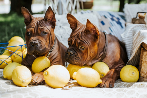 レモンを愛犬に与える前に知っておきたい7つのこと 栄養や正しい与え方 Uchinoco うちの子