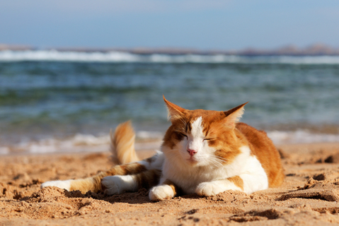 写真素材・写真とロイヤリティフリー動画素材 | Shutterstock