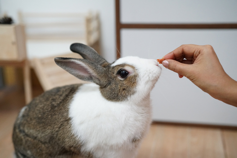 うさぎを飼うなら掃除スプレーが必需品 おすすめの掃除スプレー6選 Uchinoco うちの子