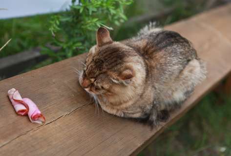 猫にハムは食べさせたらダメ ハムが猫に与える悪影響 Uchinoco うちの子