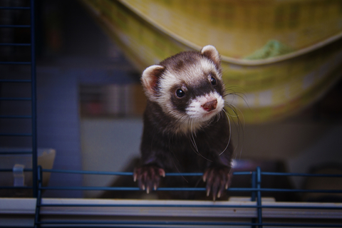 フェレット・飼い方の基本を知ろう！ | UCHINOCO ＜うちの子＞