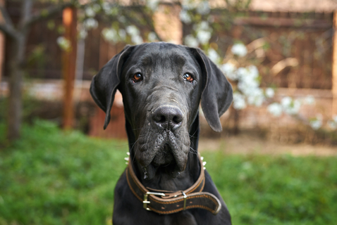 犬の拾い食いを何とかしたい その原因と対処について Uchinoco うちの子